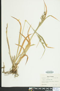 Carex scabrata image