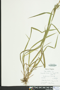 Carex scabrata image