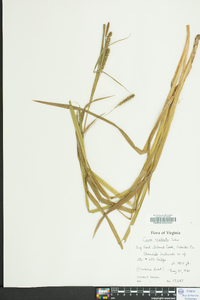 Carex scabrata image