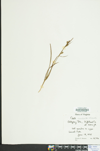 Carex scabrata image