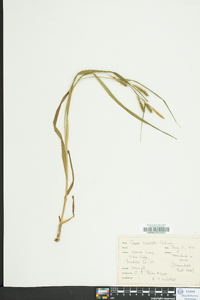 Carex scabrata image