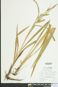 Carex schweinitzii image