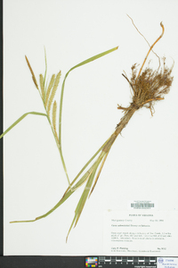 Carex schweinitzii image