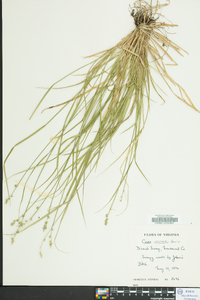 Carex seorsa image