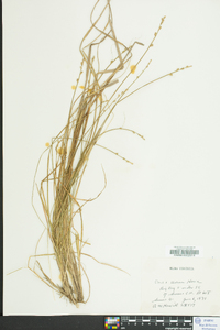 Carex seorsa image