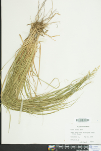 Carex seorsa image