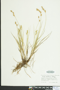 Carex silicea image