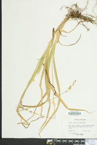 Carex sparganioides image