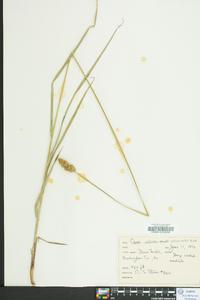 Carex sparganioides image