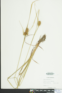 Carex squarrosa image