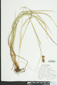 Carex squarrosa image