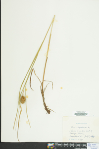 Carex squarrosa image