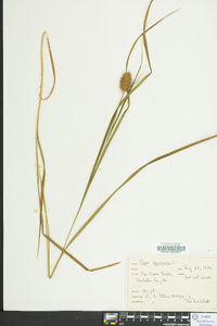 Carex squarrosa image