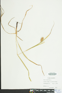 Carex squarrosa image