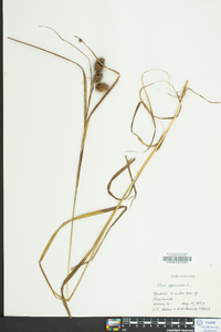 Carex squarrosa image