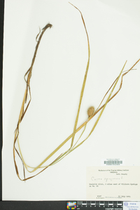 Carex squarrosa image