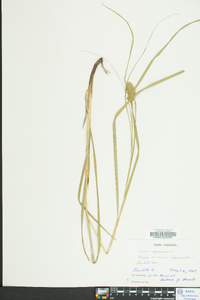 Carex squarrosa image