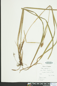 Carex squarrosa image