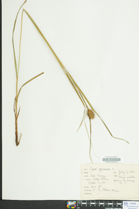 Carex squarrosa image