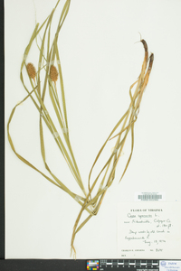 Carex squarrosa image