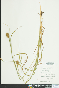 Carex squarrosa image