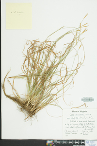 Carex striatula image