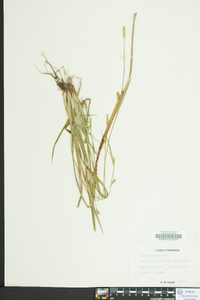 Carex striatula image