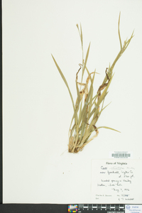 Carex striatula image