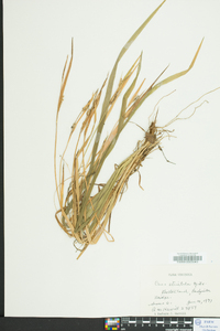 Carex striatula image