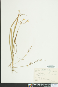 Carex striatula image