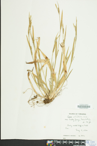 Carex striatula image