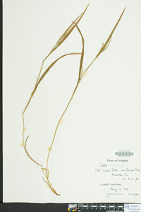 Carex striatula image