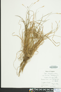 Carex striatula image