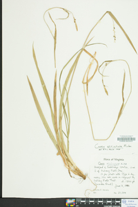 Carex striatula image