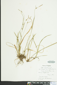 Carex striatula image