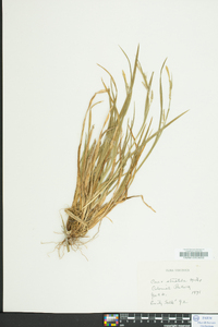 Carex striatula image