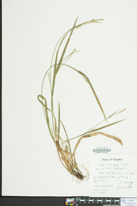 Carex striatula image