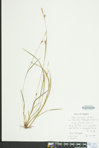 Carex striatula image