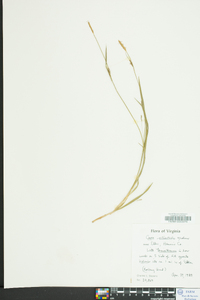 Carex striatula image