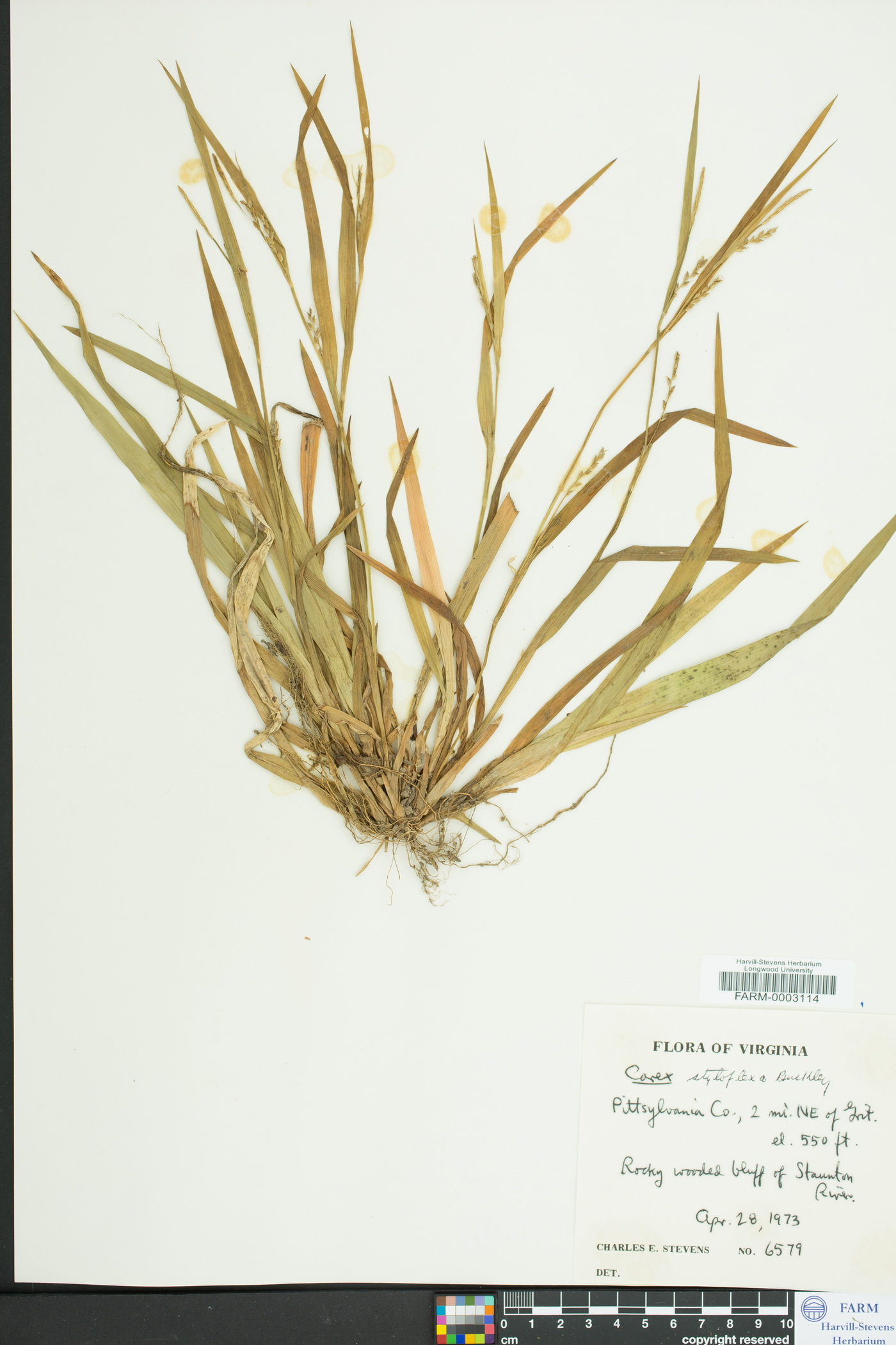 Carex styloflexa image