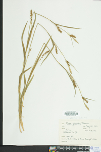 Carex styloflexa image