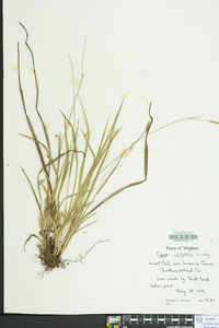 Carex styloflexa image