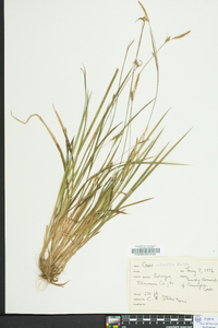 Carex styloflexa image