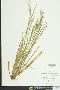 Carex styloflexa image