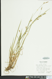 Carex styloflexa image