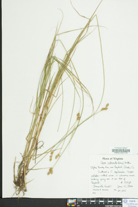 Carex suberecta image