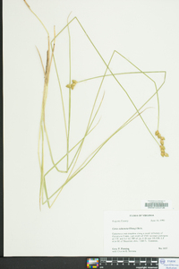 Carex suberecta image