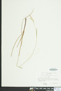 Carex x sullivantii image