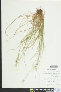 Carex swanii image