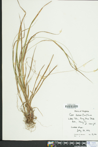 Carex swanii image